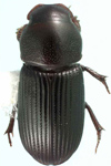 Ataenius picinus